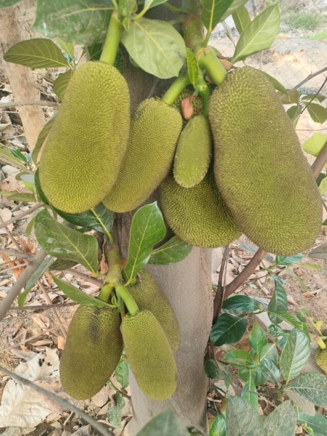 जाने कटहल के 5 गुणकारी लाभ!