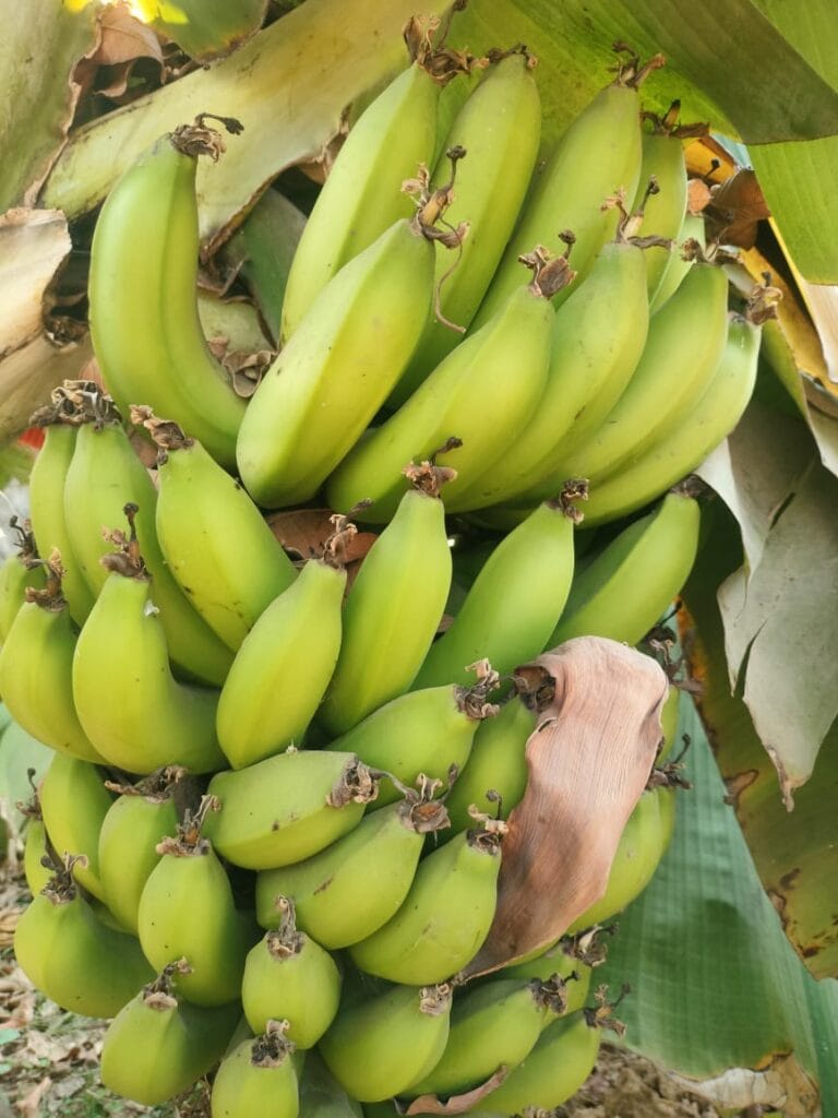 केला : बौने किस्म के केले का प्रमुख ताकत और इस केले के अच्छी डाइट से शरीर को मजबूत बनाये।