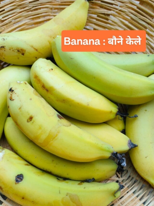 Banana : बौने केले